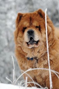 Preview wallpaper chow chow, dog, face, fat