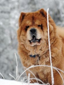 Preview wallpaper chow chow, dog, face, fat