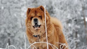 Preview wallpaper chow chow, dog, face, fat