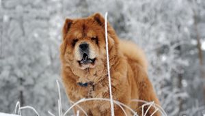 Preview wallpaper chow chow, dog, face, fat