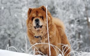 Preview wallpaper chow chow, dog, face, fat