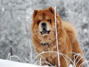 Preview wallpaper chow chow, dog, face, fat