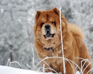 Preview wallpaper chow chow, dog, face, fat