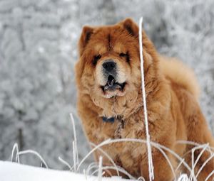 Preview wallpaper chow chow, dog, face, fat