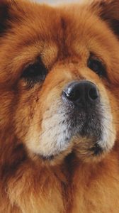 Preview wallpaper chow chow, dog, muzzle