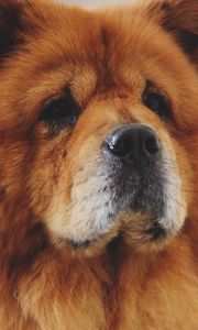 Preview wallpaper chow chow, dog, muzzle