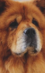 Preview wallpaper chow chow, dog, muzzle