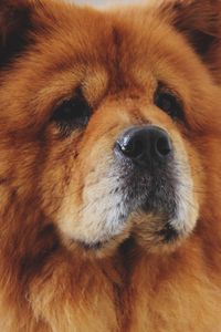 Preview wallpaper chow chow, dog, muzzle