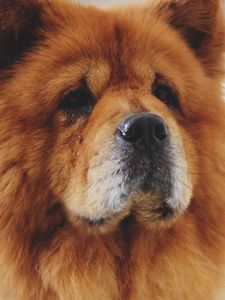 Preview wallpaper chow chow, dog, muzzle