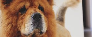 Preview wallpaper chow chow, dog, muzzle