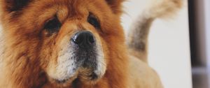 Preview wallpaper chow chow, dog, muzzle