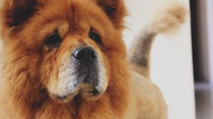 Preview wallpaper chow chow, dog, muzzle