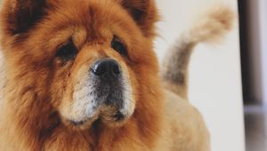 Preview wallpaper chow chow, dog, muzzle