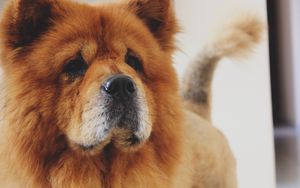 Preview wallpaper chow chow, dog, muzzle