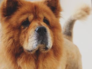 Preview wallpaper chow chow, dog, muzzle