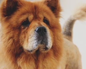 Preview wallpaper chow chow, dog, muzzle