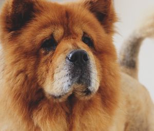 Preview wallpaper chow chow, dog, muzzle