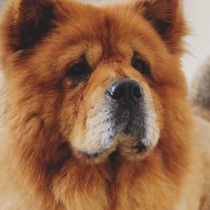 Preview wallpaper chow chow, dog, muzzle