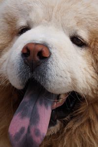 Preview wallpaper chow chow dog, muzzle, fluffy