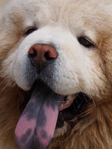 Preview wallpaper chow chow dog, muzzle, fluffy