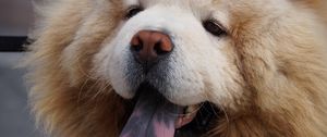 Preview wallpaper chow chow dog, muzzle, fluffy