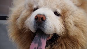 Preview wallpaper chow chow dog, muzzle, fluffy