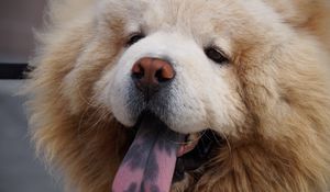 Preview wallpaper chow chow dog, muzzle, fluffy