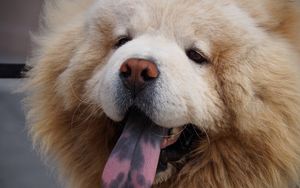 Preview wallpaper chow chow dog, muzzle, fluffy