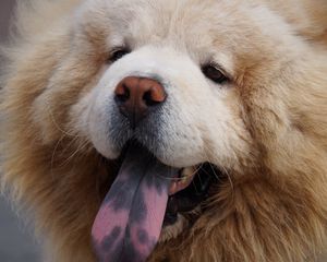 Preview wallpaper chow chow dog, muzzle, fluffy