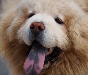 Preview wallpaper chow chow dog, muzzle, fluffy