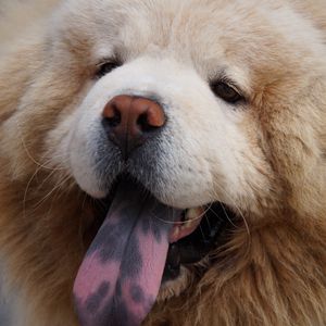 Preview wallpaper chow chow dog, muzzle, fluffy