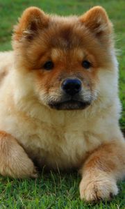 Preview wallpaper chow chow, dog, puppy, lying