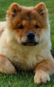 Preview wallpaper chow chow, dog, puppy, lying