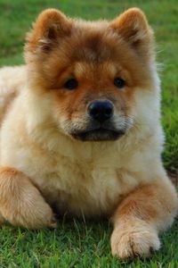 Preview wallpaper chow chow, dog, puppy, lying