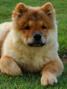 Preview wallpaper chow chow, dog, puppy, lying