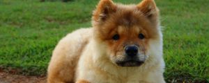 Preview wallpaper chow chow, dog, puppy, lying