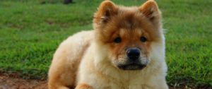 Preview wallpaper chow chow, dog, puppy, lying