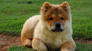 Preview wallpaper chow chow, dog, puppy, lying