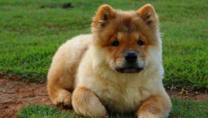 Preview wallpaper chow chow, dog, puppy, lying