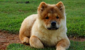 Preview wallpaper chow chow, dog, puppy, lying