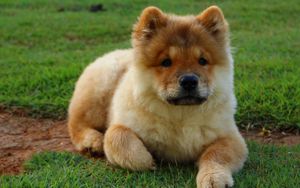 Preview wallpaper chow chow, dog, puppy, lying