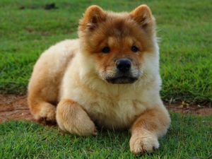 Preview wallpaper chow chow, dog, puppy, lying