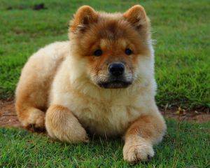 Preview wallpaper chow chow, dog, puppy, lying