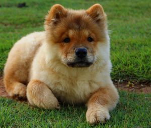 Preview wallpaper chow chow, dog, puppy, lying