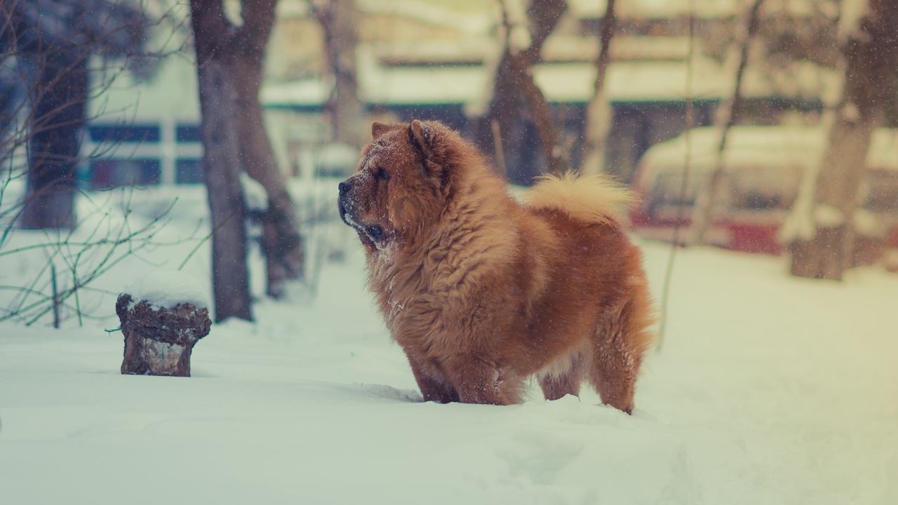 Wallpaper chow chow, dog, snow