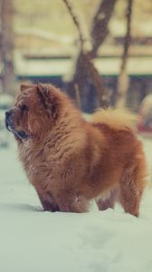 Preview wallpaper chow chow, dog, snow