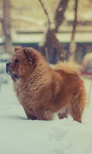 Preview wallpaper chow chow, dog, snow