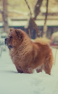 Preview wallpaper chow chow, dog, snow