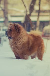 Preview wallpaper chow chow, dog, snow