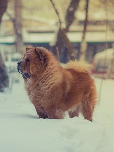 Preview wallpaper chow chow, dog, snow